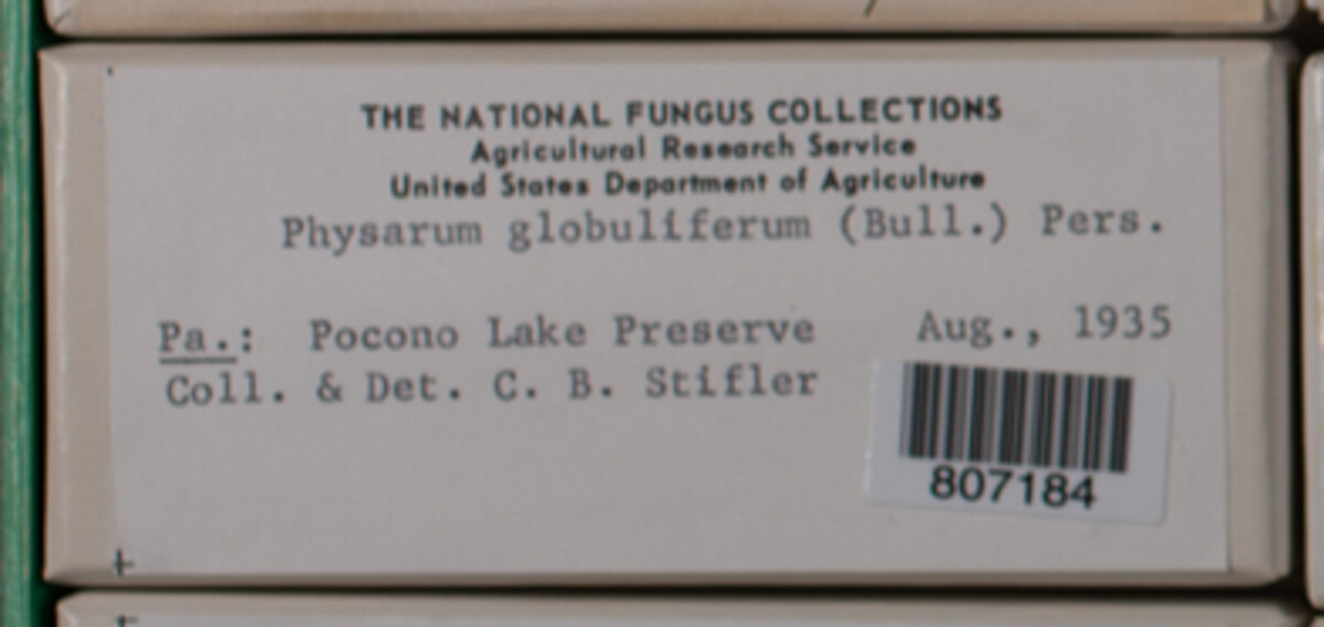 Physarum globuliferum image